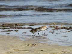 Calidris alpina