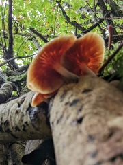 Gymnopilus penetrans