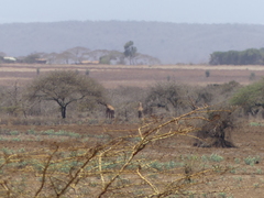 Giraffa camelopardalis