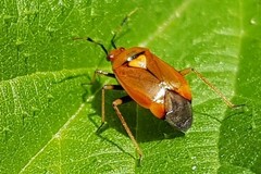 Deraeocoris ruber