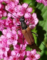Anastrangalia dubia