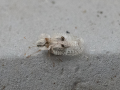 Corythucha ciliata