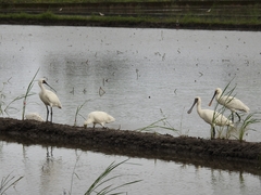 Platalea minor
