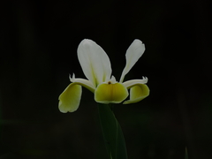 Iris orientalis