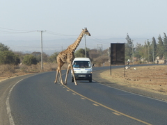 Giraffa camelopardalis tippelskirchi