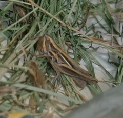 Euchorthippus chopardi