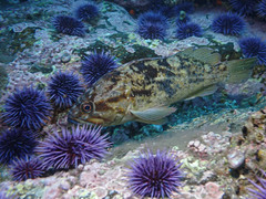 Sebastes rastrelliger