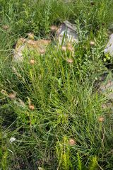 Berkheya insignis