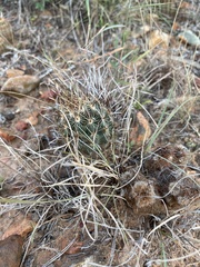 Ancistrocactus scheeri