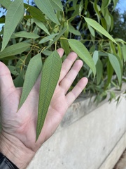 Eucalyptus camaldulensis