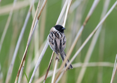 Emberiza yessoensis