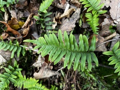 Polypodium vulgare