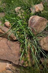 Dolichos falciformis