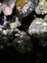 Petrolisthes cinctipes