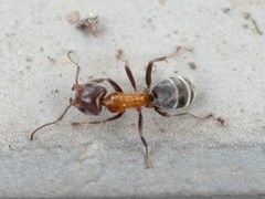 Liometopum microcephalum