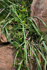 Dolichos falciformis