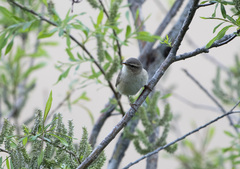 Phylloscopus fuscatus