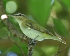 Red-Eyed Vireo photo 3