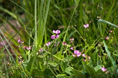 Dolichos falciformis