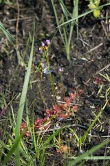 Drosera natalensis