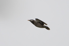 Spodiopsar cineraceus