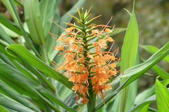Hedychium coccineum
