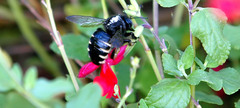 Xylocopa tabaniformis parkinsoniae