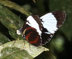 Heliconius cydno