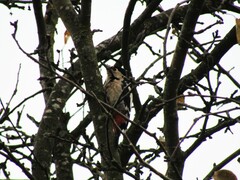 Dendrocopos syriacus