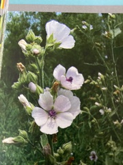 Althaea officinalis