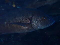 Microlepidotus lethopristis