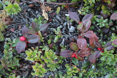 Vaccinioideae