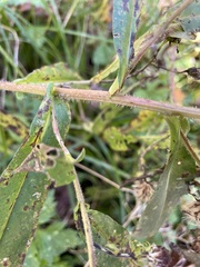 Symphyotrichum puniceum