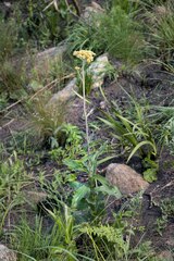 Helichrysum pallidum