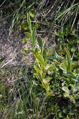 Helichrysum pannosum