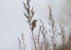 Acrocephalus bistrigiceps