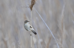 Acrocephalus bistrigiceps