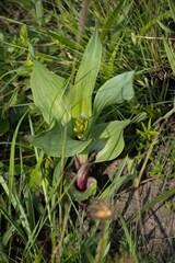 Hypoxis colchicifolia