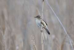 Acrocephalus bistrigiceps