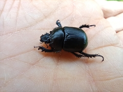 Typhaeus typhoeus