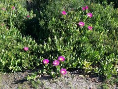 Carpobrotus quadrifidus