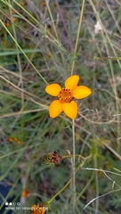 Dyssodia tagetiflora
