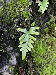 Polypodium vulgare