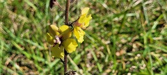 Verbascum blattaria