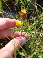 Trifolium badium