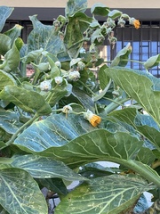 Dendroseris litoralis