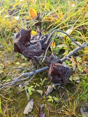 Gyromitra infula