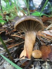 Chroogomphus rutilus