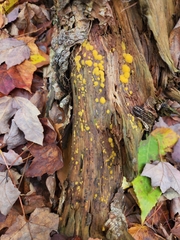 Calycina citrina