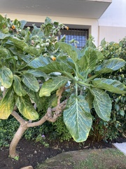 Dendroseris litoralis